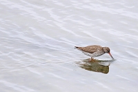 tureluur (tringa totanus) 5-2019 9068